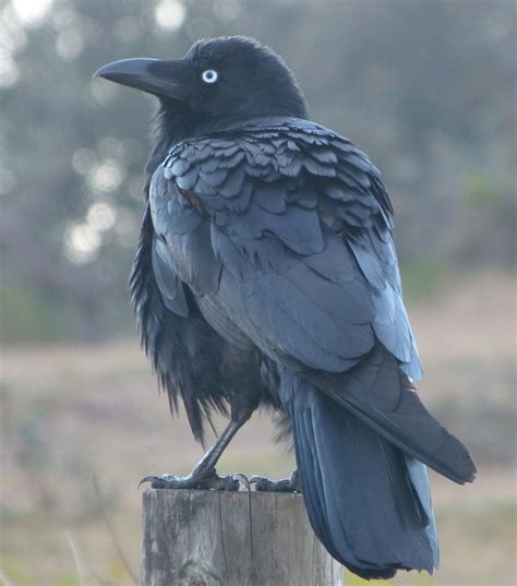 Raven Bird | the australian raven is a large bird 52 cm with glossy black feathers ... | RAVENS ...