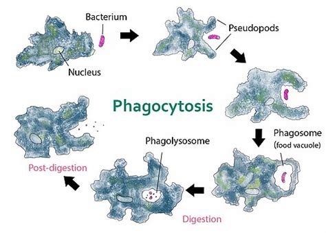 Phagocytosis - Definition, Steps, Process and Examples