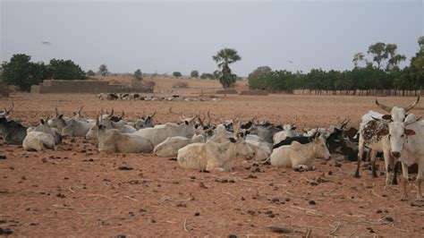 The Sahelian Great Green Wall: start with local solutions | International Institute for ...