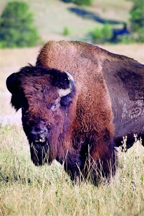 Watchable Wildlife: Where, when & how to spot Nebraska’s wild things ...