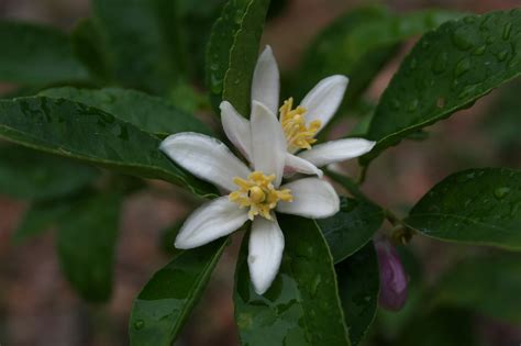 Lemon Blossoms Abound - BloominThyme