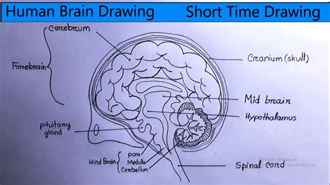 Human Brain Sketch Diagram