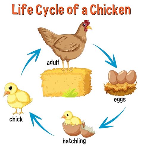 Life Cycle Of A Chicken Egg