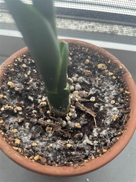 White fuzz on my snake plant’s soil??? : r/houseplants