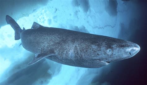 Greenland Shark