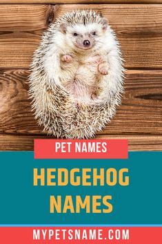 12 Best Hedgehog Names ideas | hedgehog names, hedgehog, hedgehog pet