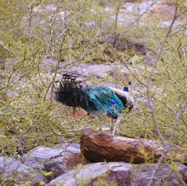 Govardhan Hill: Natural form of Krishna, Parikrama, Tour and Travel