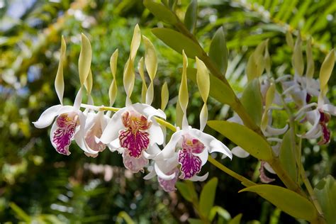 Microchips Can Help Sustain Orchids In The Amazon | Orchid Care Zone