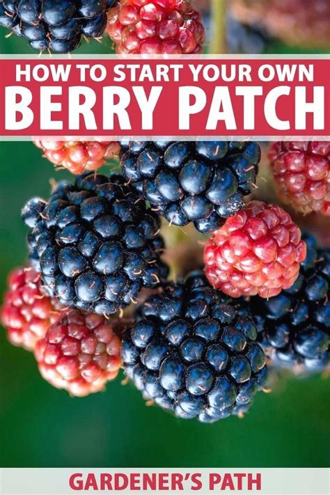 How to Grow Berries at Home | Gardener’s Path | 1000 - Modern Design in 2020 | Growing ...