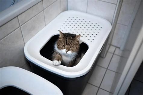 How To Reduce Cat Litter Box Odor - Smartly Cat