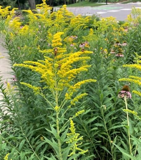 Goldenrod Identification, Benefits, & Medicinal Uses