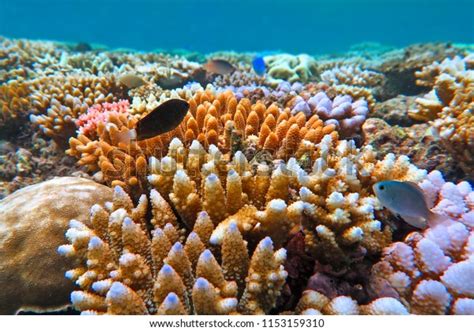 29+ Thousand Coral Great Barrier Reef Royalty-Free Images, Stock Photos & Pictures | Shutterstock