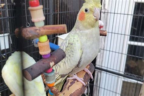 Breeding Cockatiels.