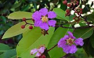 Banaba (Lagerstroemia speciosa) Herbal Medicine, Health Benefits ...