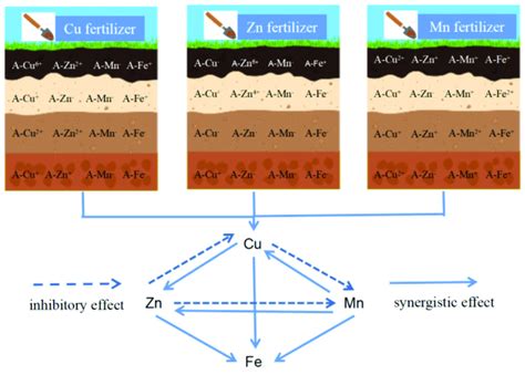 Interactions among Cu, Mn, Zn and Fe. A-represents the available state... | Download Scientific ...