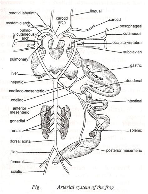 Zoology for higher secondary level: Frog: Blood-Vascular System