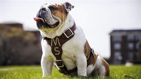 Mississippi State Bully mascot named after Cowboys' Dak Prescott