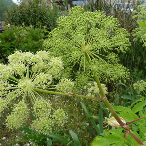 Angelica Seeds angelica Archangelica 30 Seeds in Frozen Seed Capsules™ for Seed Saving or ...