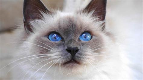 Birman cat | DinoAnimals.com