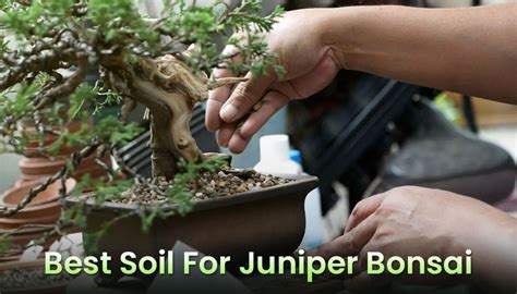 Best Soil for Juniper Bonsai - Components & Mix - EmbraceGardening