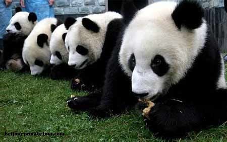 Have a funny Beijing tour of Beijing Panda House_Tourist Attractions_Beijing Tours