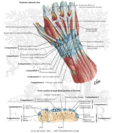 Extensor Indicis | Extensor indicis, Anatomy, Human body anatomy