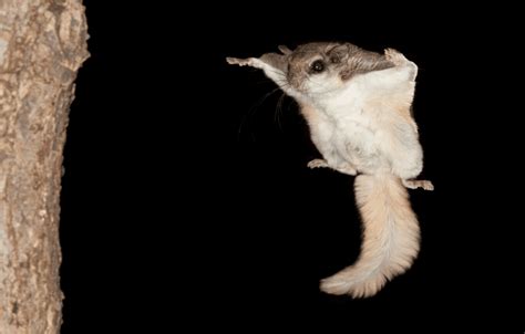 5 Facts to Know About Flying Squirrels - World Class Wildlife Removal