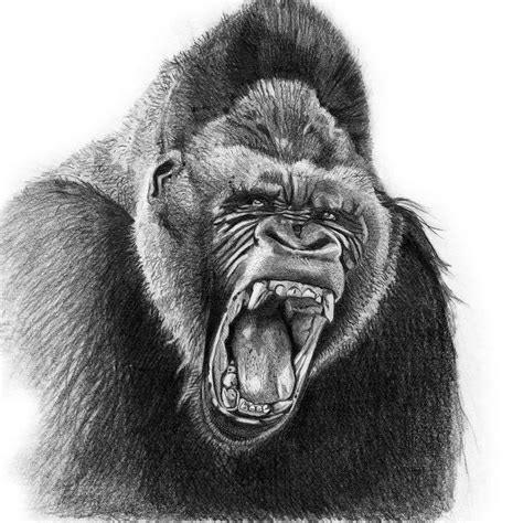 Couldnt figure out quite where to go with this guy...but heres an angry gorilla. | Gorilla ...