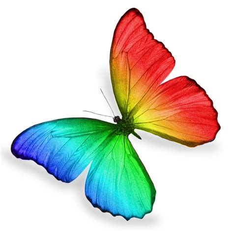 Rainbow Butterfly by ImpureElegance on DeviantArt