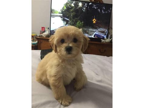 4 Shih-poo puppies available Fayetteville - Puppies for Sale Near Me