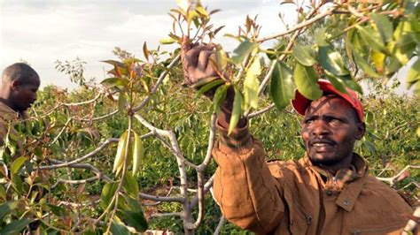 Miraa Farming In Kenya, Planting And Profitability - Farmers Trend