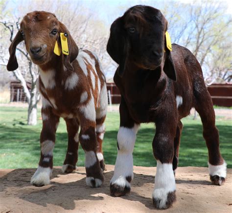 Spotted Boer Kids for Sale in CO | Butte Ditch Boer Goats | Boer goats, Goats funny, Goats for sale