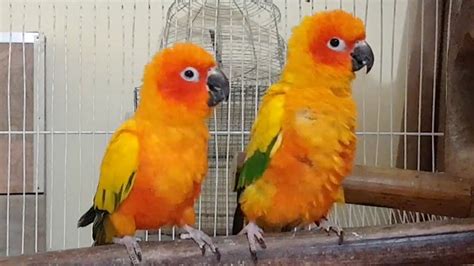 Sun Conure Parrot - Breeding Pair - YouTube