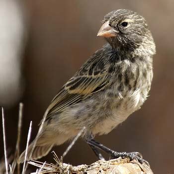 The Beak of the Finch — The Wonder of Science