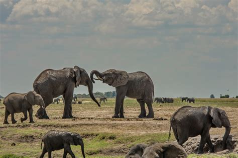 Саванный слон, Loxodonta africana, African Savanna Elephan… | Flickr