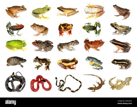 Collection of Reptiles and Amphibians from the Amazon Rainforest Stock Photo - Alamy