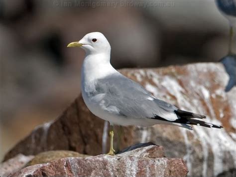 Mew (Common) Gull photo image 1 of 7 by Ian Montgomery at birdway.com.au