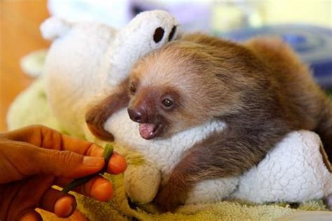 Don't be sad! look at these baby sloths eating vegetables - scoopnest.com