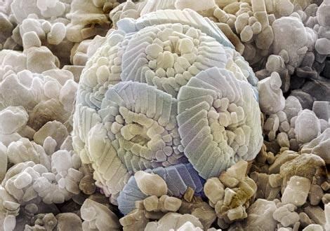 Coccolithophores - the origin of chalk! | Microscopic photography, Mixed breed dogs, Underwater life