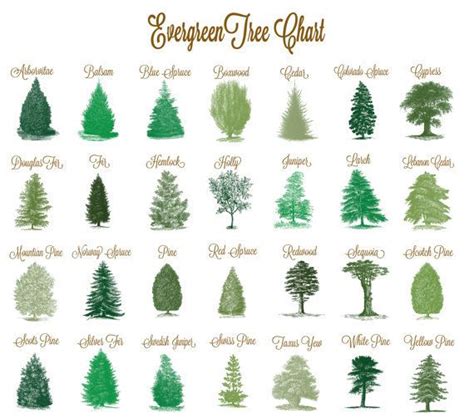 Evergreen Tree Chart | Evergreen trees, Evergreen, Tree table