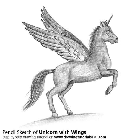 Pencil Sketch of Unicorn with Wings - Pencil Drawing | Unicorn drawing, Pencil drawings, Unicorn ...