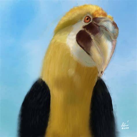 Hornbill painting in Autodesk Sketchbook : r/AutodeskSketchbook