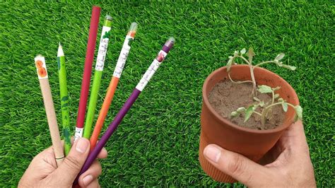 SEED PENCILS - Plantable | How to Propagate a Pencil Plant - YouTube