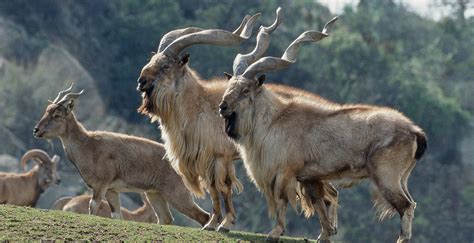 Turkomen Markhor | San Diego Zoo Institute for Conservation Research