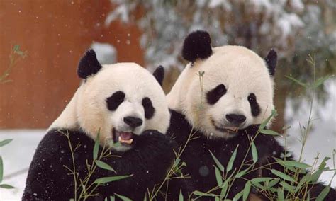 Panda Diplomacy - Centre for Strategic and Contemporary Research