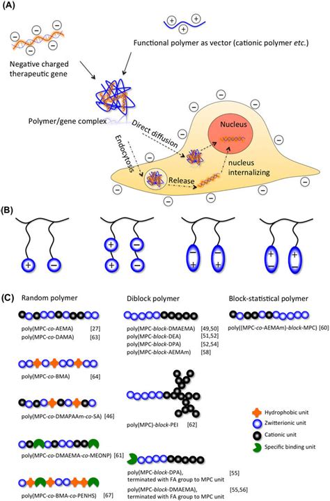 Mechanism of a typical polymeric vector-based gene delivery process... | Download Scientific Diagram