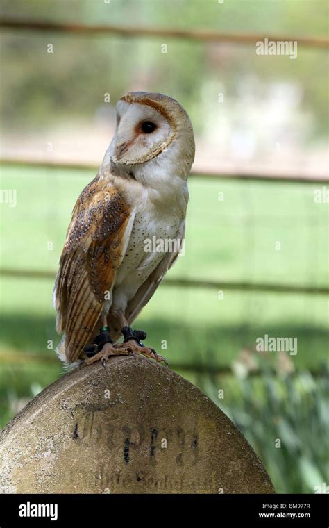 Owl - Bird of prey Stock Photo - Alamy