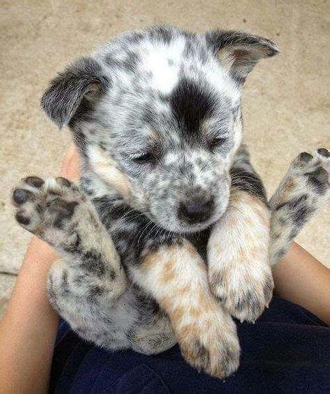 Blue and red heeler pup | Heeler puppies, Cute baby animals