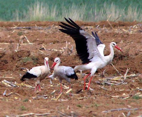 When the White Storks return to South Africa - Amohela Ho Spitskop