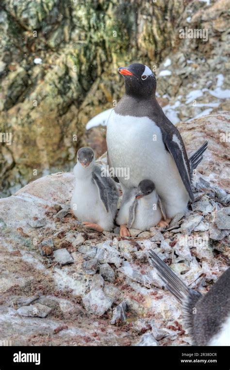 Gentoo penguin colonies during breeding season in Antarctica Stock ...